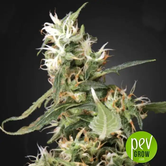 arjans-ultra-haze-1-green-house - Green House