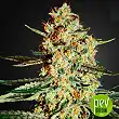 Himalaya Gold - Green House
