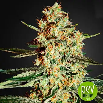 Himalaya Gold - Green House