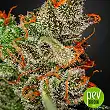 kings-kush-green-house - Green House