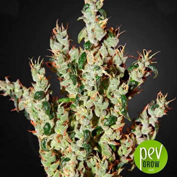 nl5-haze-mist-green-house - Green House