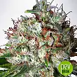 big-bud-xxl-ministry-of-cannabis - Ministry of Cannabis big-bud-xxl-ministry-of-cannabis - Ministry of Cannabis