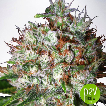 big-bud-xxl-ministry-of-cannabis - Ministry of Cannabis