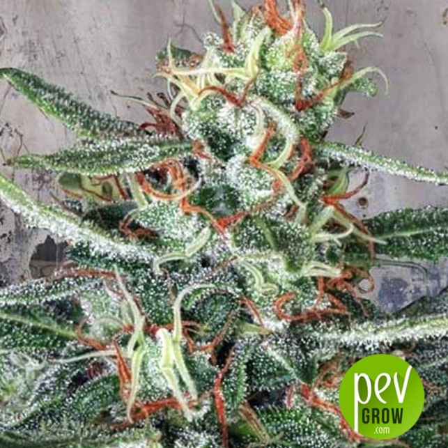 crystal-cloud-ministry-of-cannabis