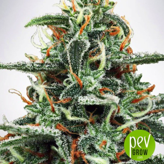 White Widow Ministry of Cannabis