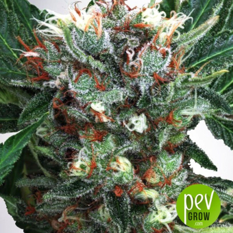 zensation-ministry-of-cannabis - Ministry of Cannabis