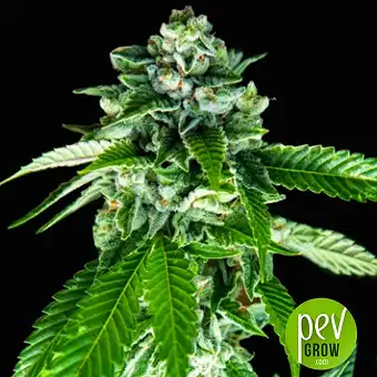 sorbet-dreams-dna-genetics - DNA Genetics