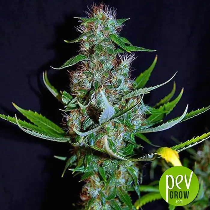 diamond-head-sagarmatha-seeds - Sagarmatha Seeds