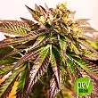 gelato-blimburn-seeds - Blimburn Seeds