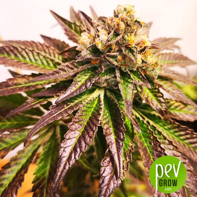 Gelato Blimburn Seeds