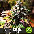 gorilla-glue-4-blimburn-seeds - Blimburn Seeds