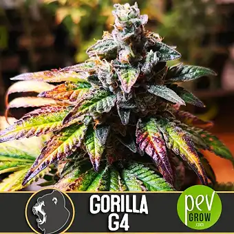 gorilla-glue-4-blimburn-seeds - Blimburn Seeds