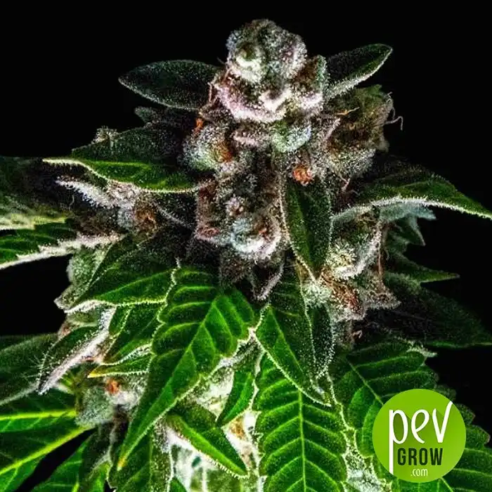 bakers-delight-dna-genetics - DNA Genetics