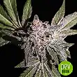 limon-haze-exclusive-seeds - Exclusive Seeds limon-haze-exclusive-seeds - Exclusive Seeds