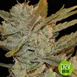 oxus-exclusive-seeds - Exclusive Seeds oxus-exclusive-seeds - Exclusive Seeds