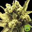 nemo-exclusive-seeds - Exclusive Seeds