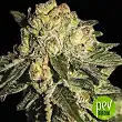 super-mandarina-exclusive-seeds - Exclusive Seeds