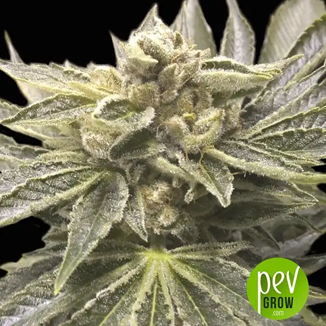 nicol-haze-exclusive-seeds - Exclusive Seeds nicol-haze-exclusive-seeds - Exclusive Seeds