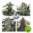 Assorted Auto - Buddha Seeds Assorted Auto - Buddha Seeds