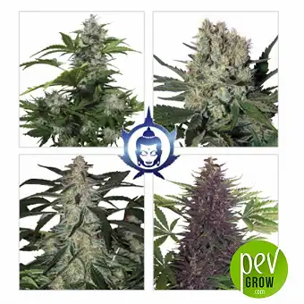 Assorted Auto - Buddha Seeds