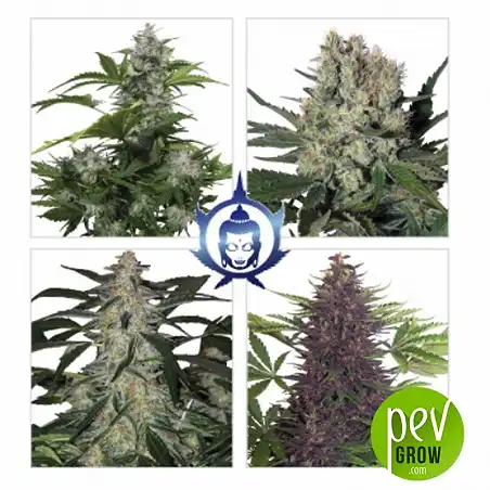 Assorted Auto - Buddha Seeds