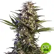 Kraken - Buddha Seeds