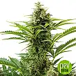 Vesta Auto - Buddha Seeds