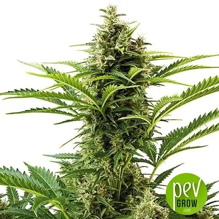 Vesta Auto - Buddha Seeds