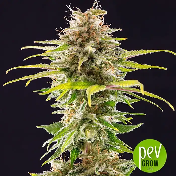 Super OG Kush - Kannabia