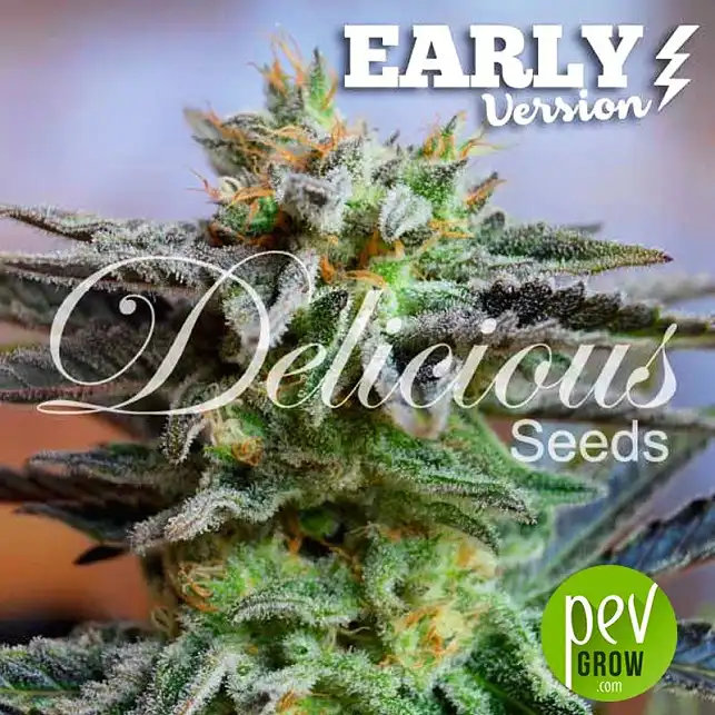 Sugar Black Rose Early Version - Delicious Seeds
