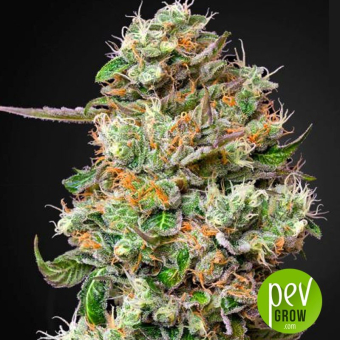 King's Kush CBD Auto