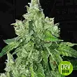 Citron Givré - TH Seeds