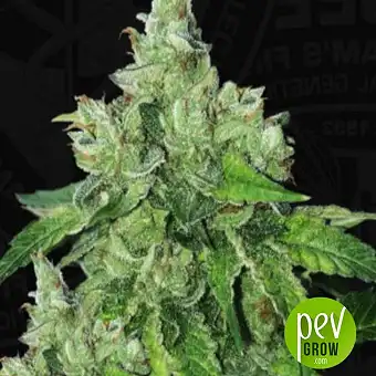 Citron Givré - TH Seeds