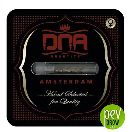 Sorbet Stash boîte - DNA Genetics