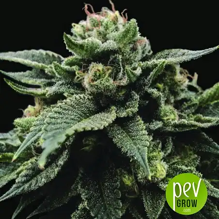 Sorbet Stash - DNA Genetics