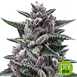 Kosher Sorbet - DNA Genetics Kosher Sorbet - DNA Genetics