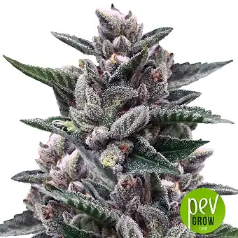 Kosher Sorbet - DNA Genetics