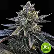 Gelato Sorbet - DNA Genetics