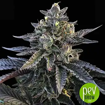 Gelato Sorbet - DNA Genetics