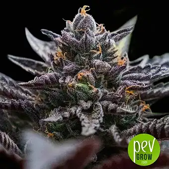 Double Stuffed Sorbet - DNA Genetics