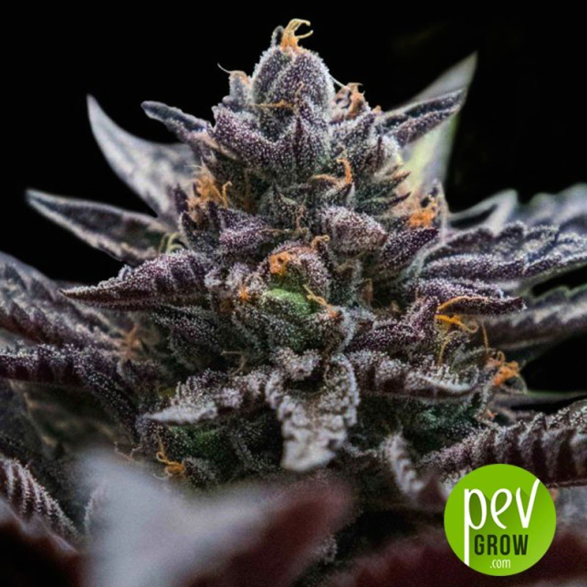 pevgrow