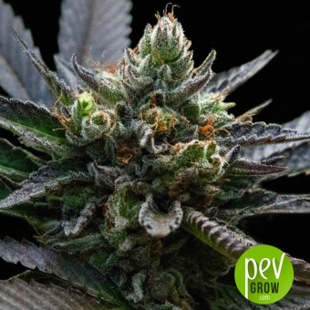 L.A Sorbet - DNA Genetics
