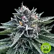 Sorbet #4 - DNA Genetics Sorbet #4 - DNA Genetics