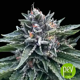 Sorbet #4 - DNA Genetics