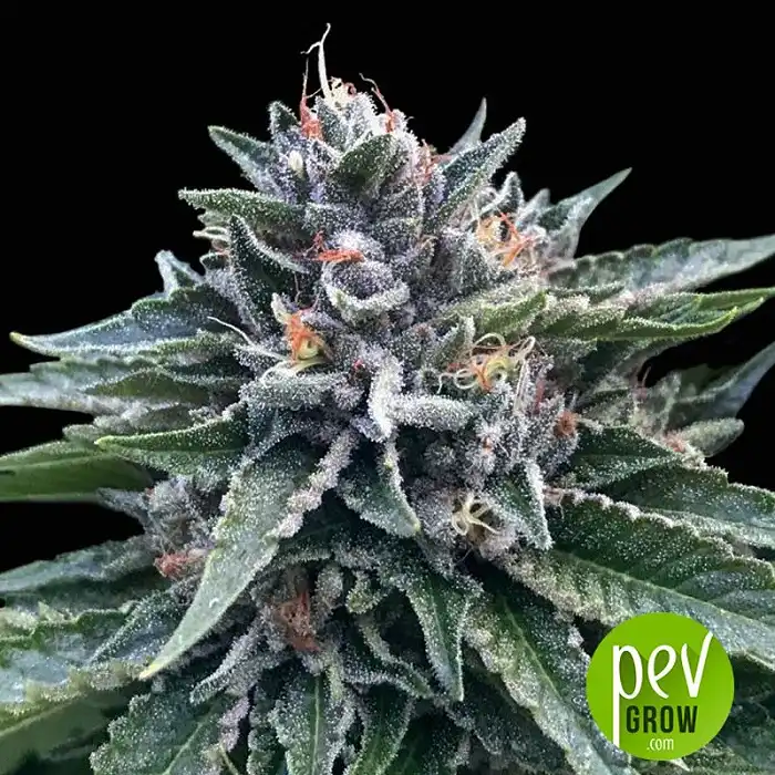 Sorbet #4 - DNA Genetics