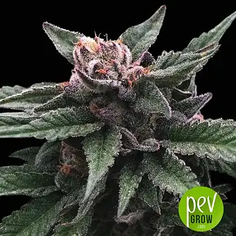 Triple Scoop - DNA Genetics