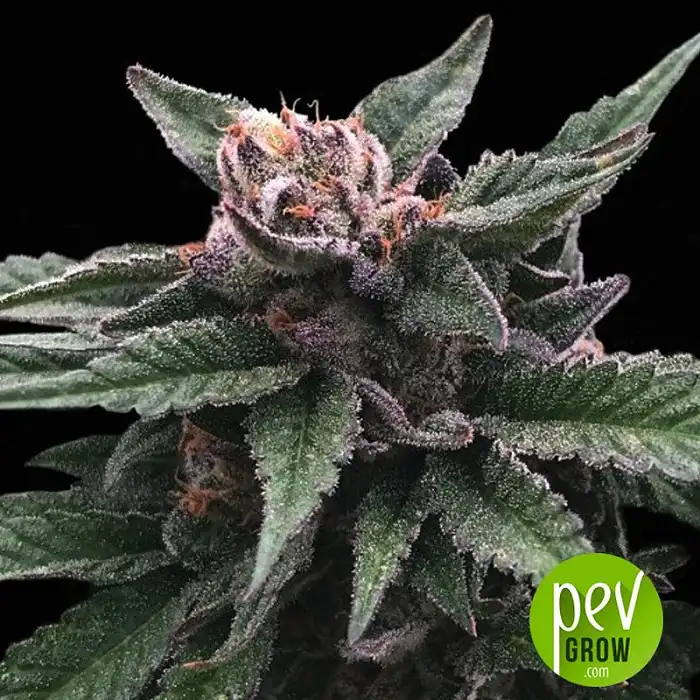 Triple Scoop - DNA Genetics