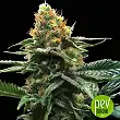 Sour Sorbet - DNA Genetics