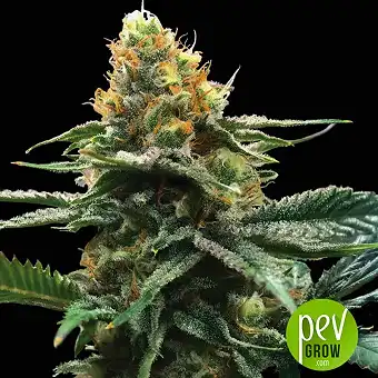 Sour Sorbet - DNA Genetics