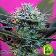 + Speed Auto - Sweet Seeds
